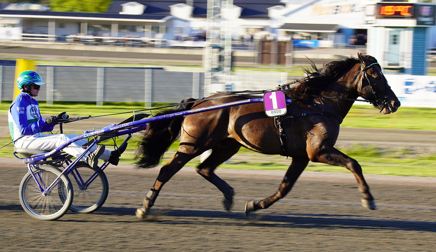 Granbarksborren 250528-2